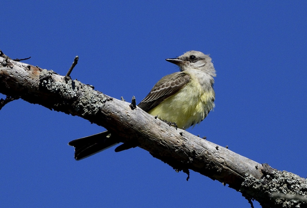 Western Kingbird - ML369664571