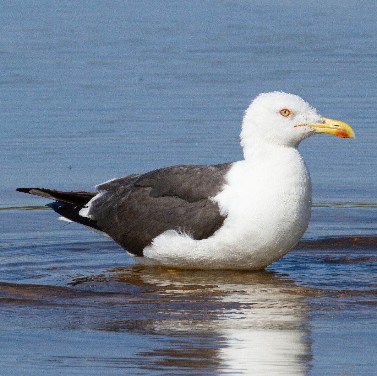 Lesser Black-backed Gull - Werner Suter