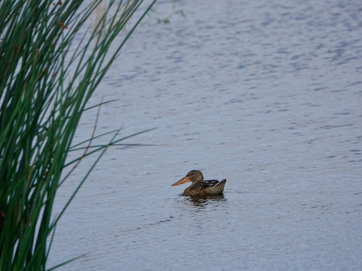 Northern Shoveler - ML369664801