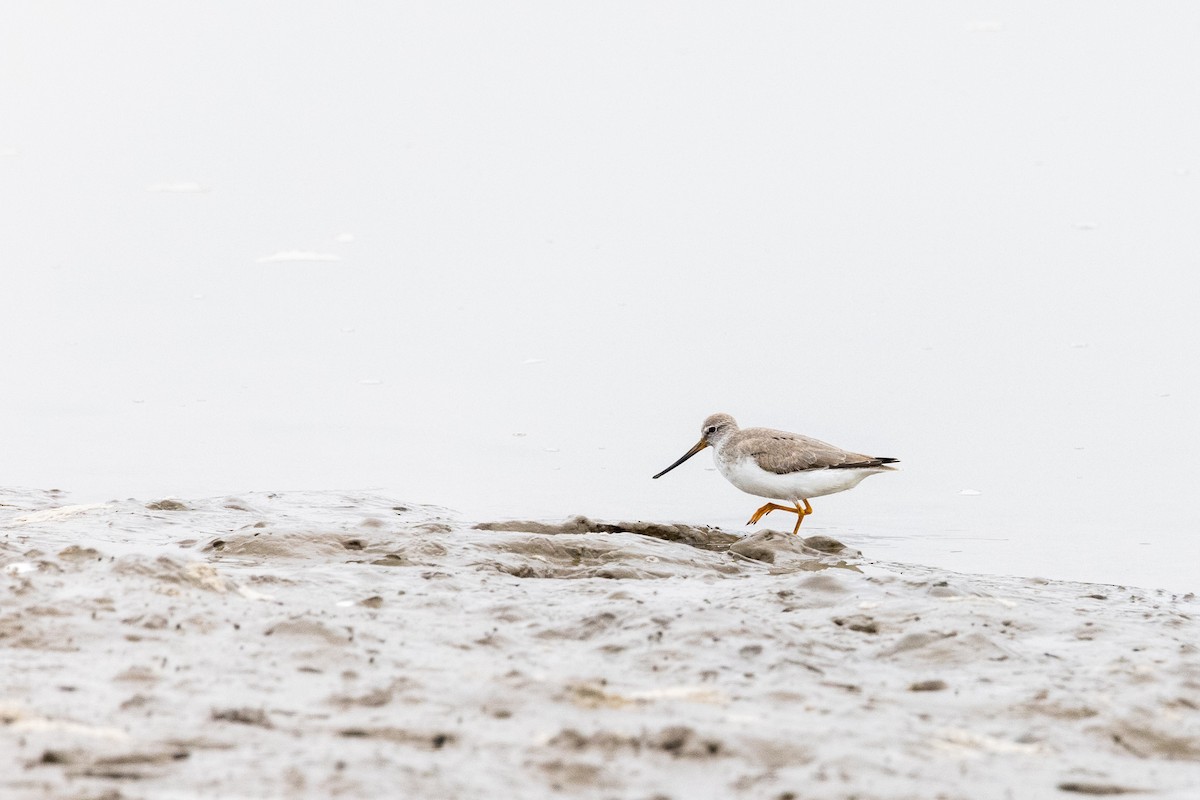 Terek Sandpiper - ML369665621