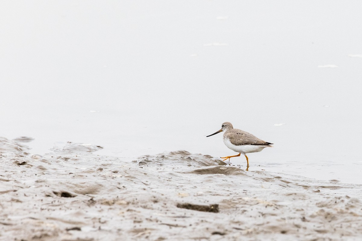 Terek Sandpiper - ML369665661