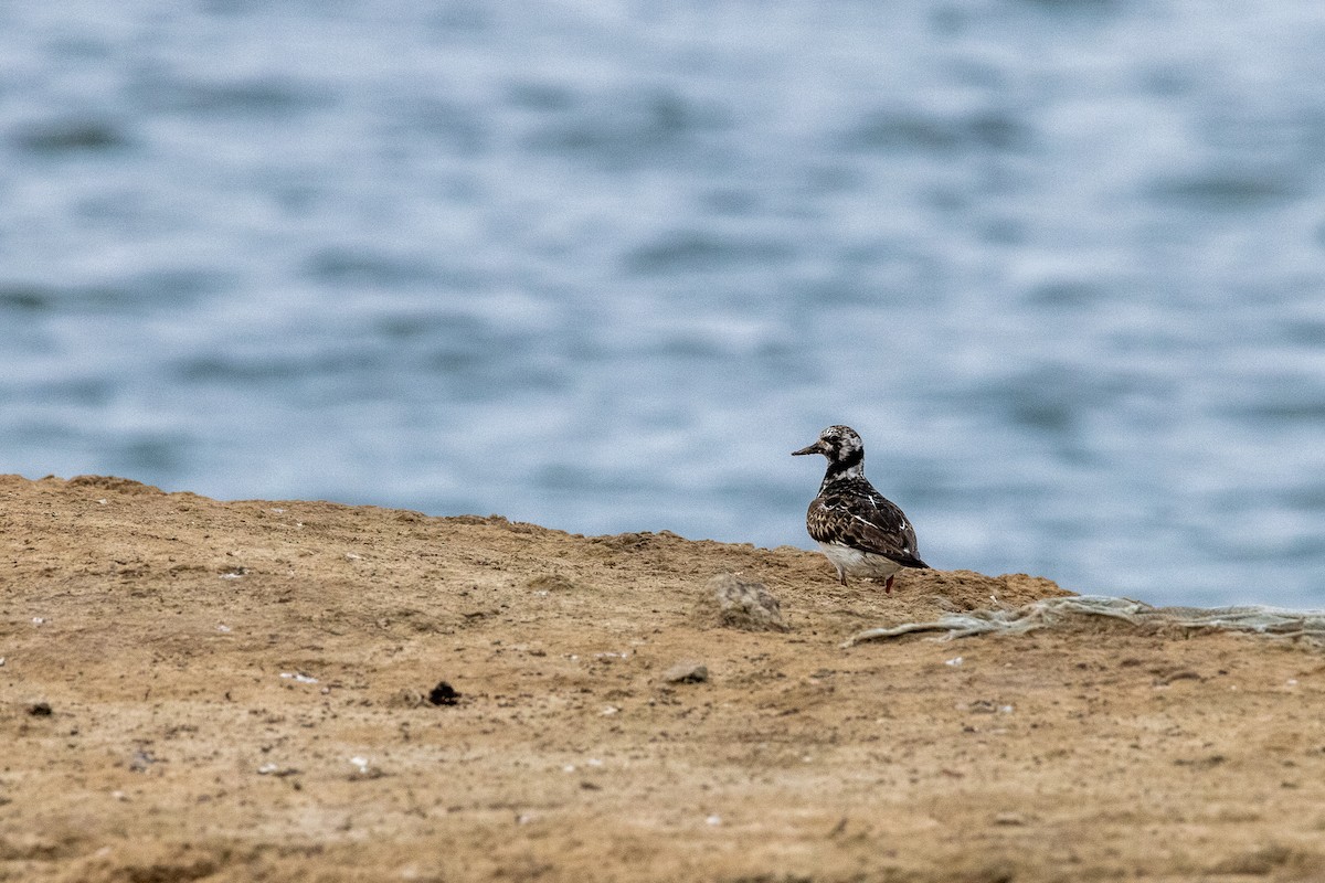 Ruddy Turnstone - ML369666971