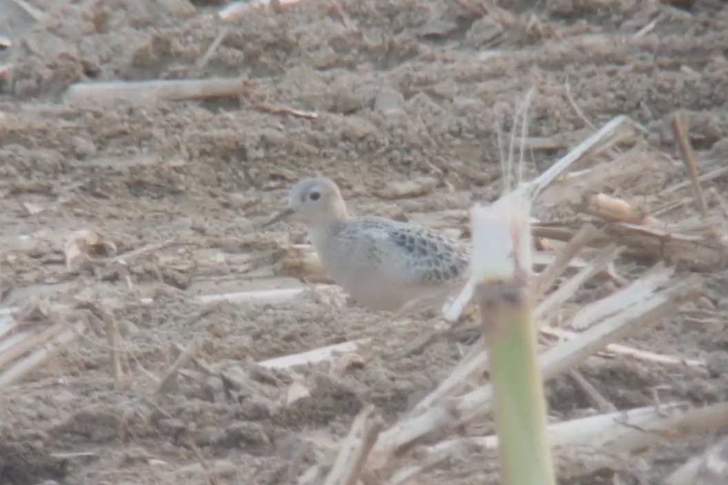 Buff-breasted Sandpiper - Zach Millen