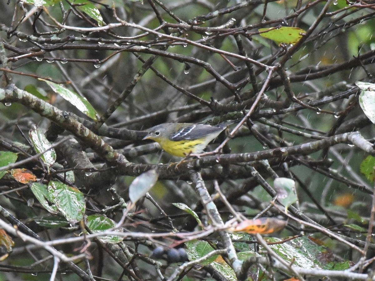 Magnolia Warbler - ML369667751