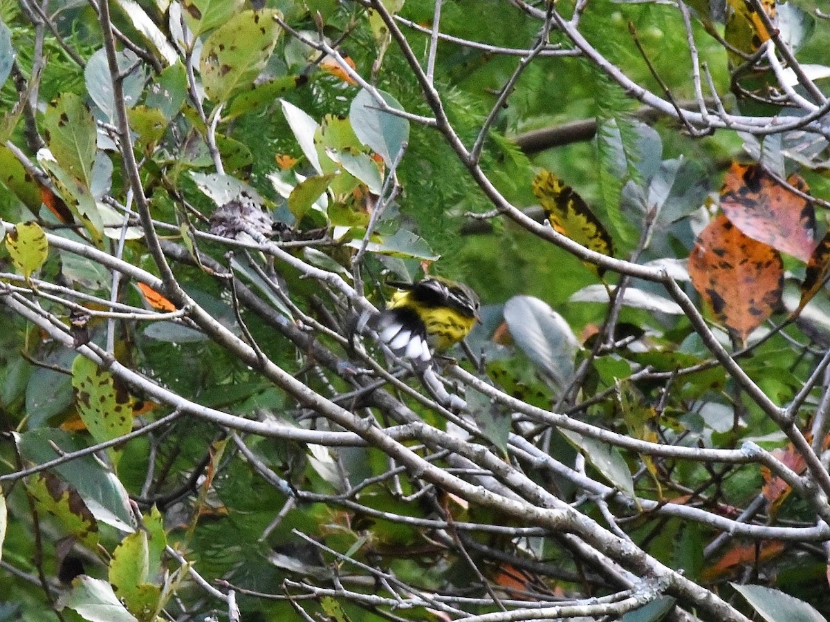 Magnolia Warbler - ML369667801