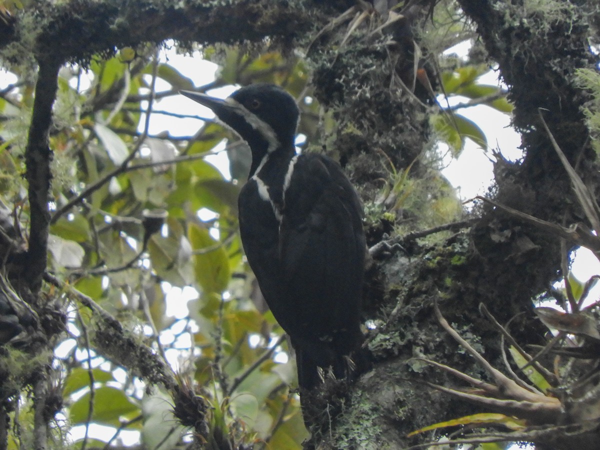 Powerful Woodpecker - ML369668601