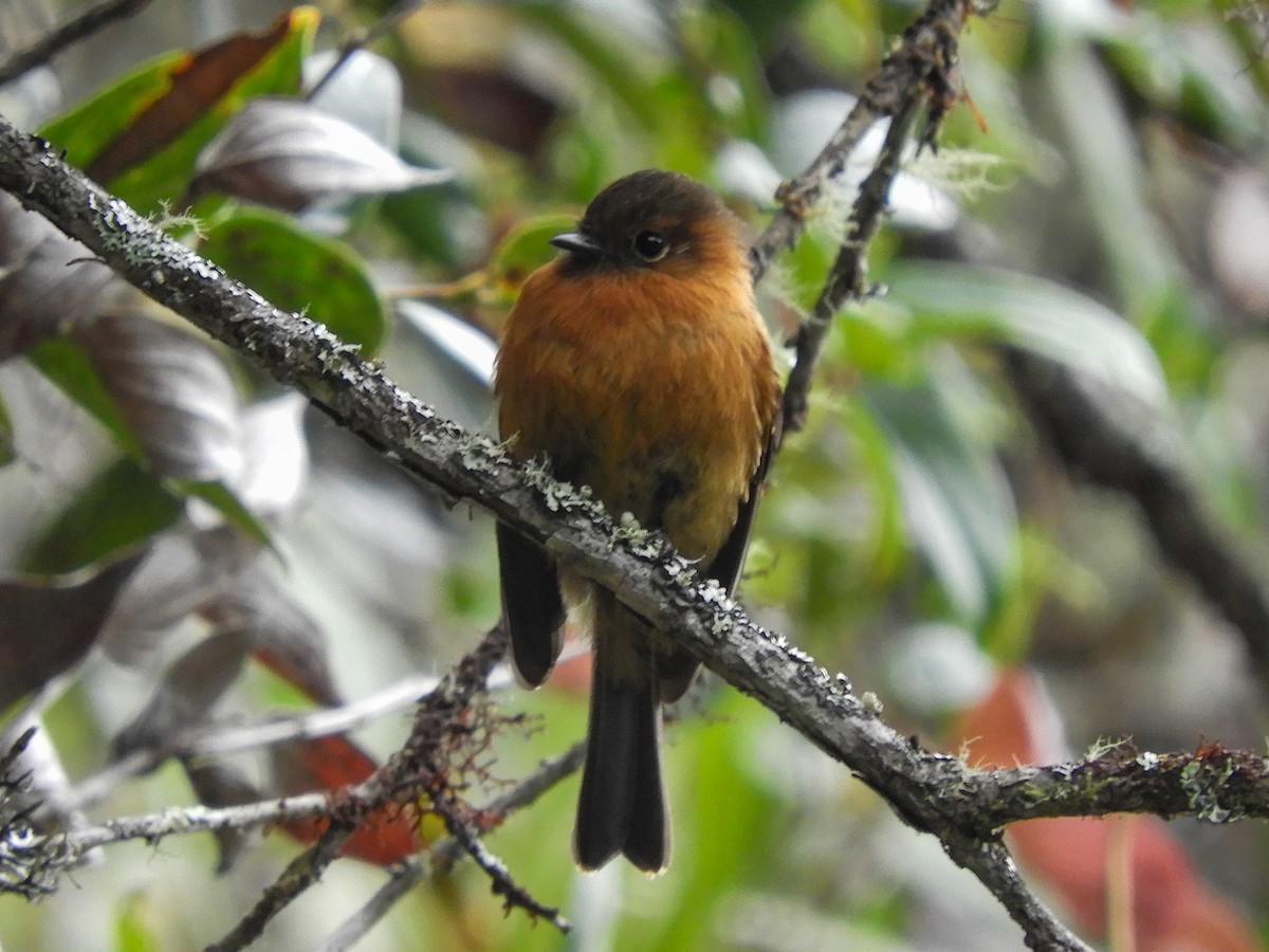 Cinnamon Flycatcher - ML369668851