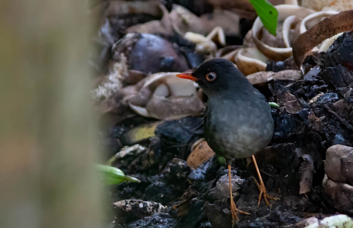 Slaty-backed Nightingale-Thrush (Slaty-backed) - ML369669091