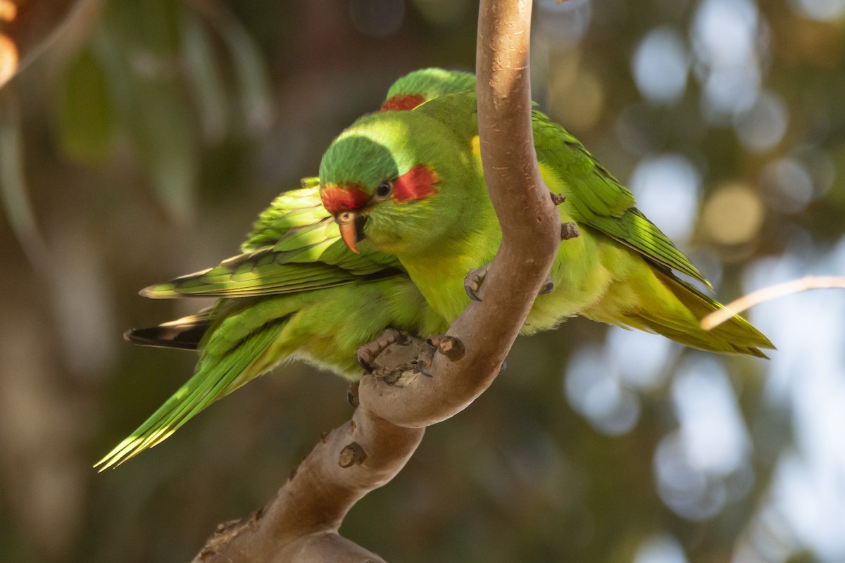 Musk Lorikeet - ML369669531