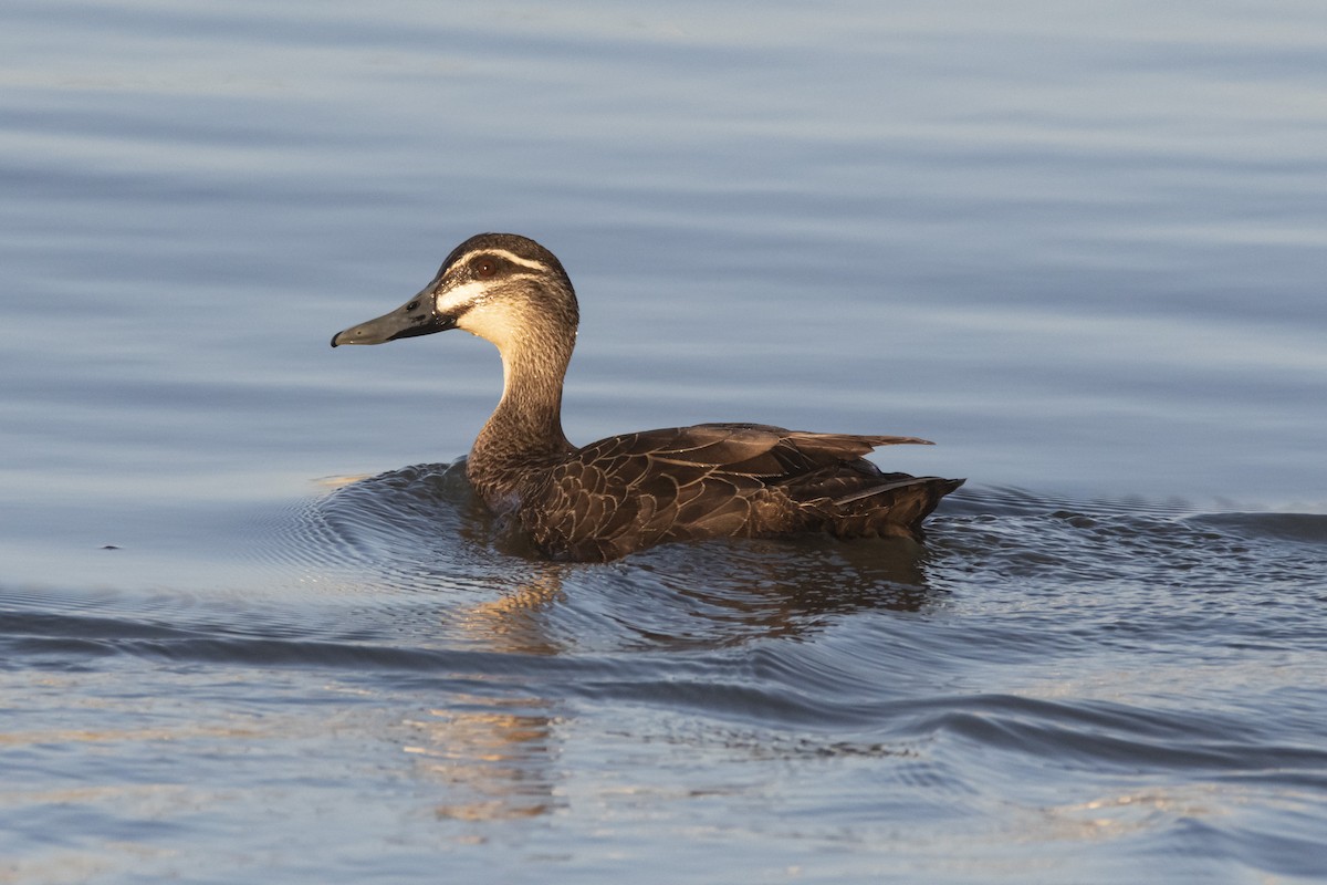 Pacific Black Duck - ML369669551