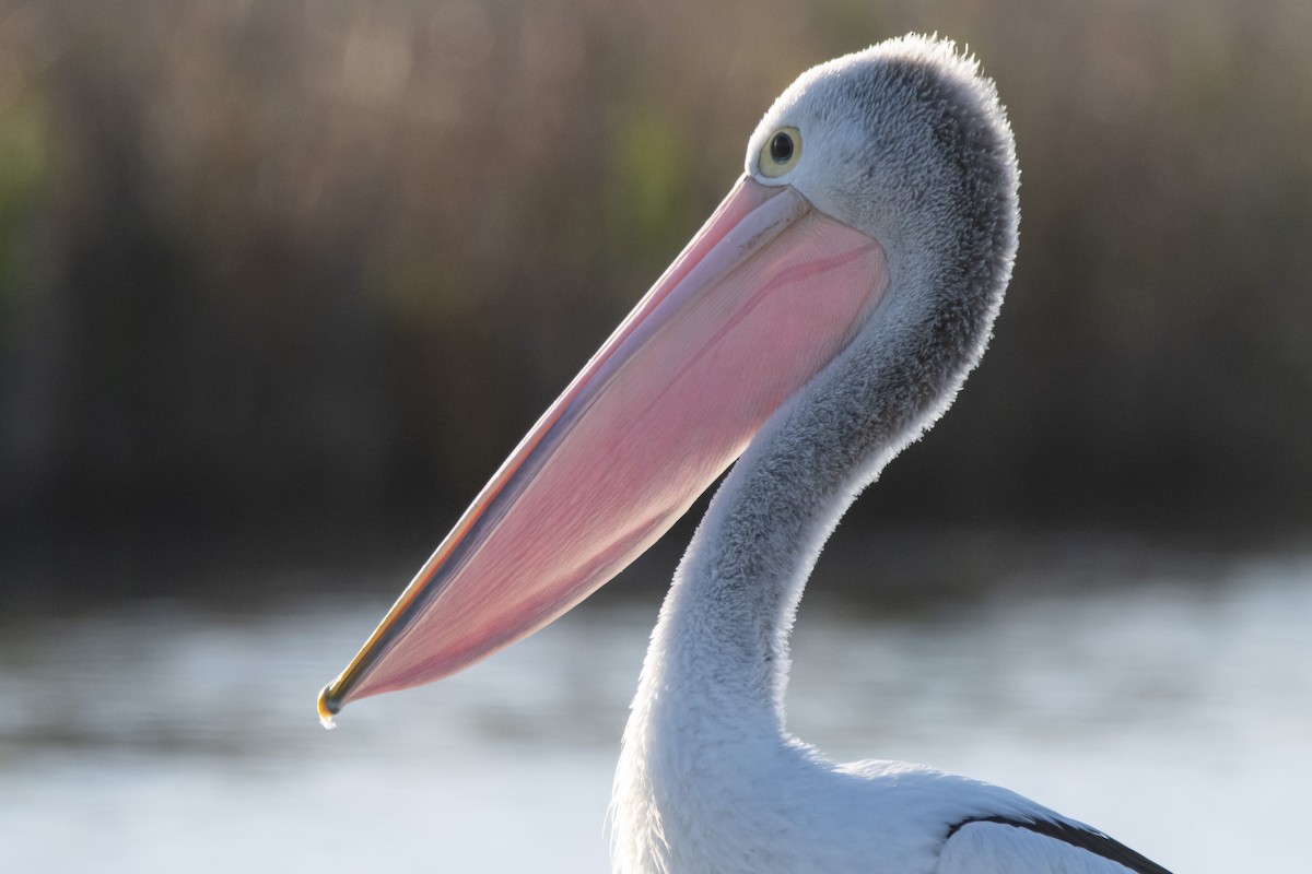 Australian Pelican - ML369669611