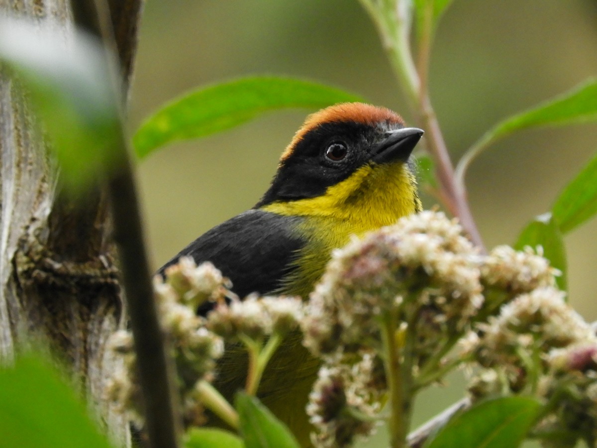 Yellow-breasted Brushfinch - Paul Molina A