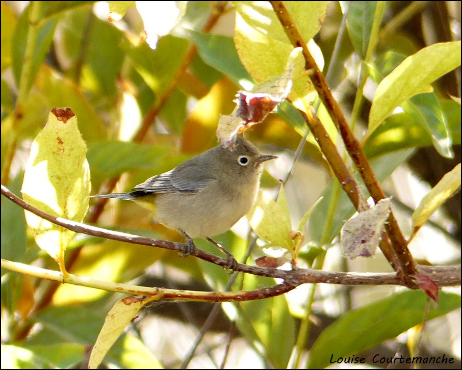 Virginia's Warbler - ML36967041