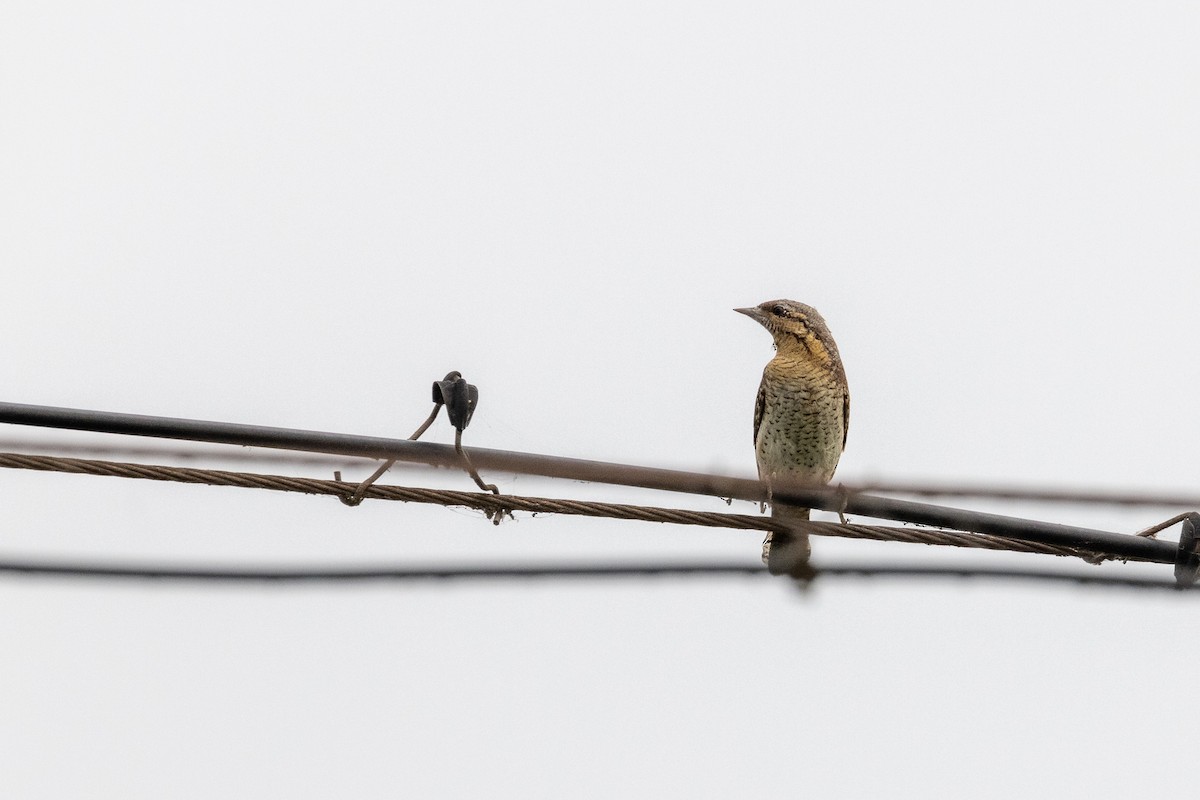 Eurasian Wryneck - ML369670491