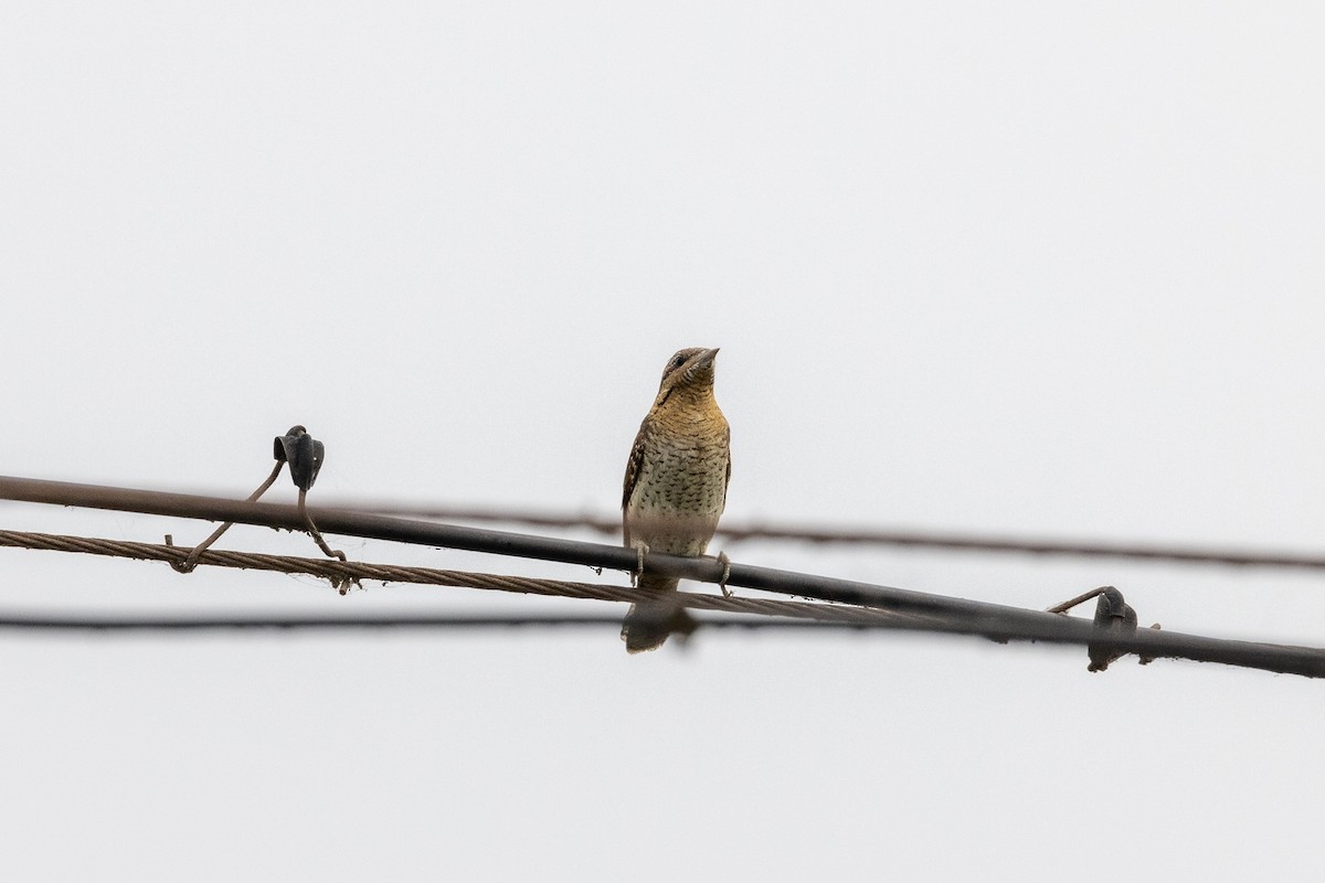 Eurasian Wryneck - ML369670501