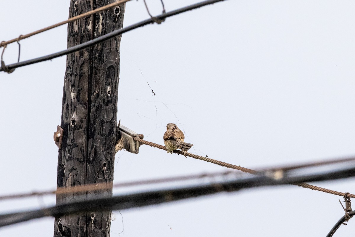 Eurasian Wryneck - ML369670561