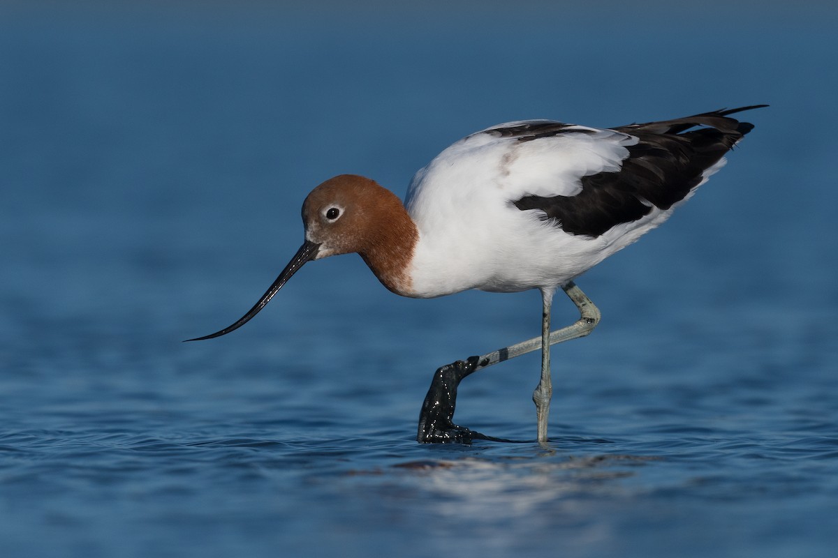 Avocette d'Australie - ML369670661