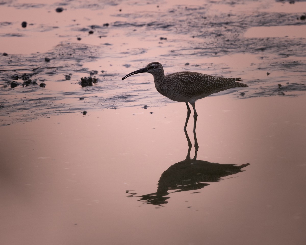 Whimbrel - ML369671291