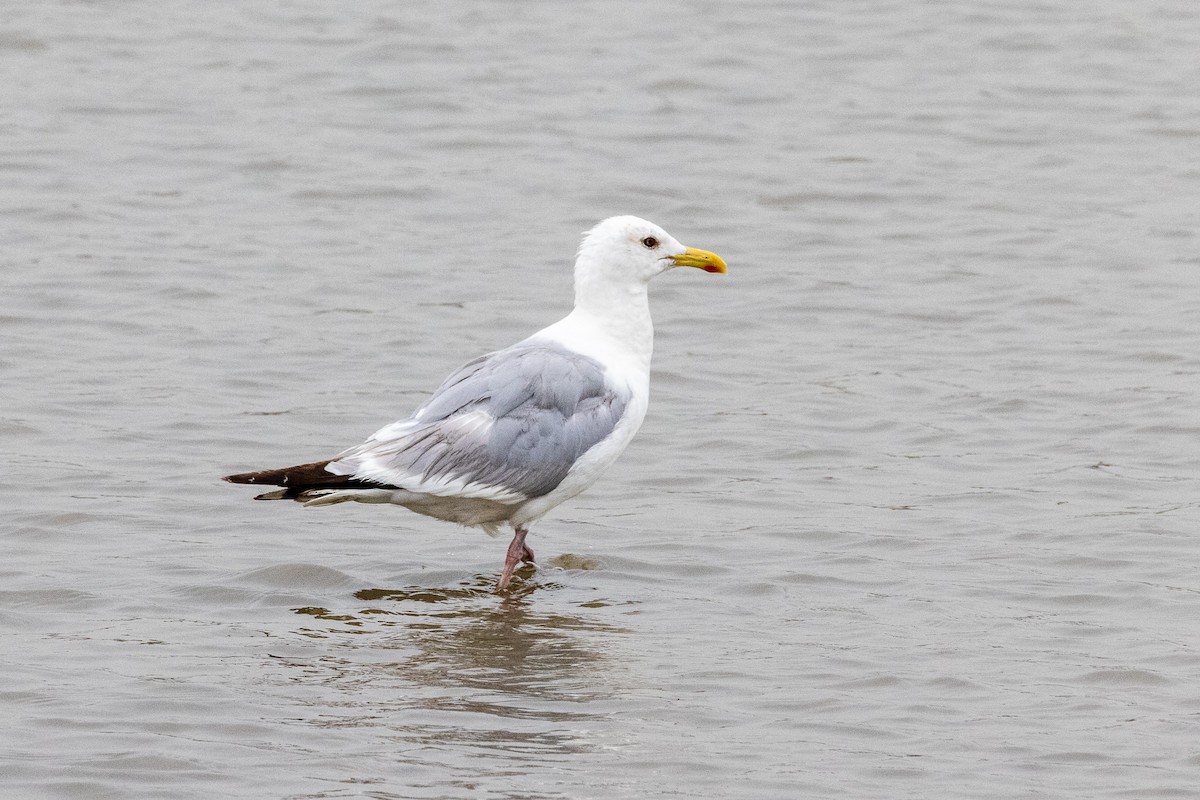 Herring Gull (Vega) - ML369671561