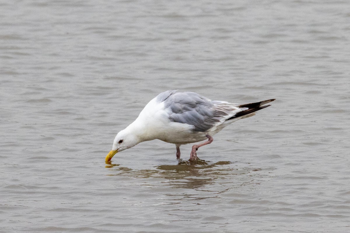 Herring Gull (Vega) - Zoey Squirrelmunk