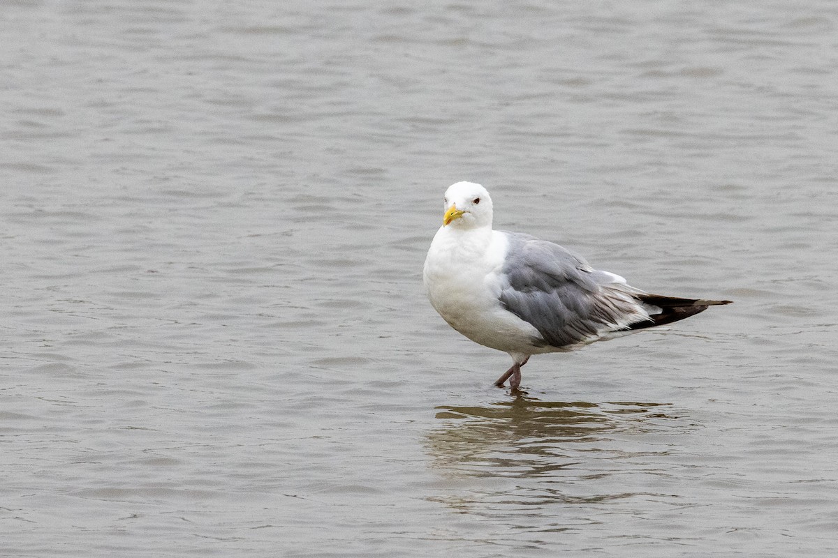 Herring Gull (Vega) - ML369671611