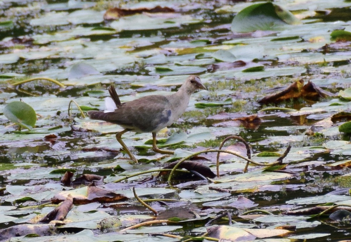 Purple Gallinule - ML36967181