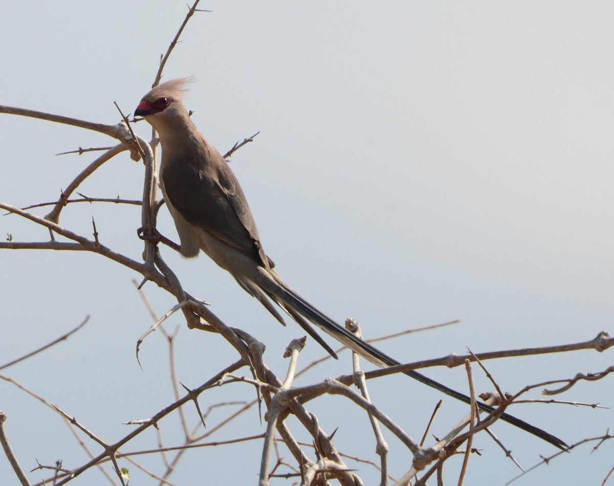 Blaunacken-Mausvogel - ML369672281