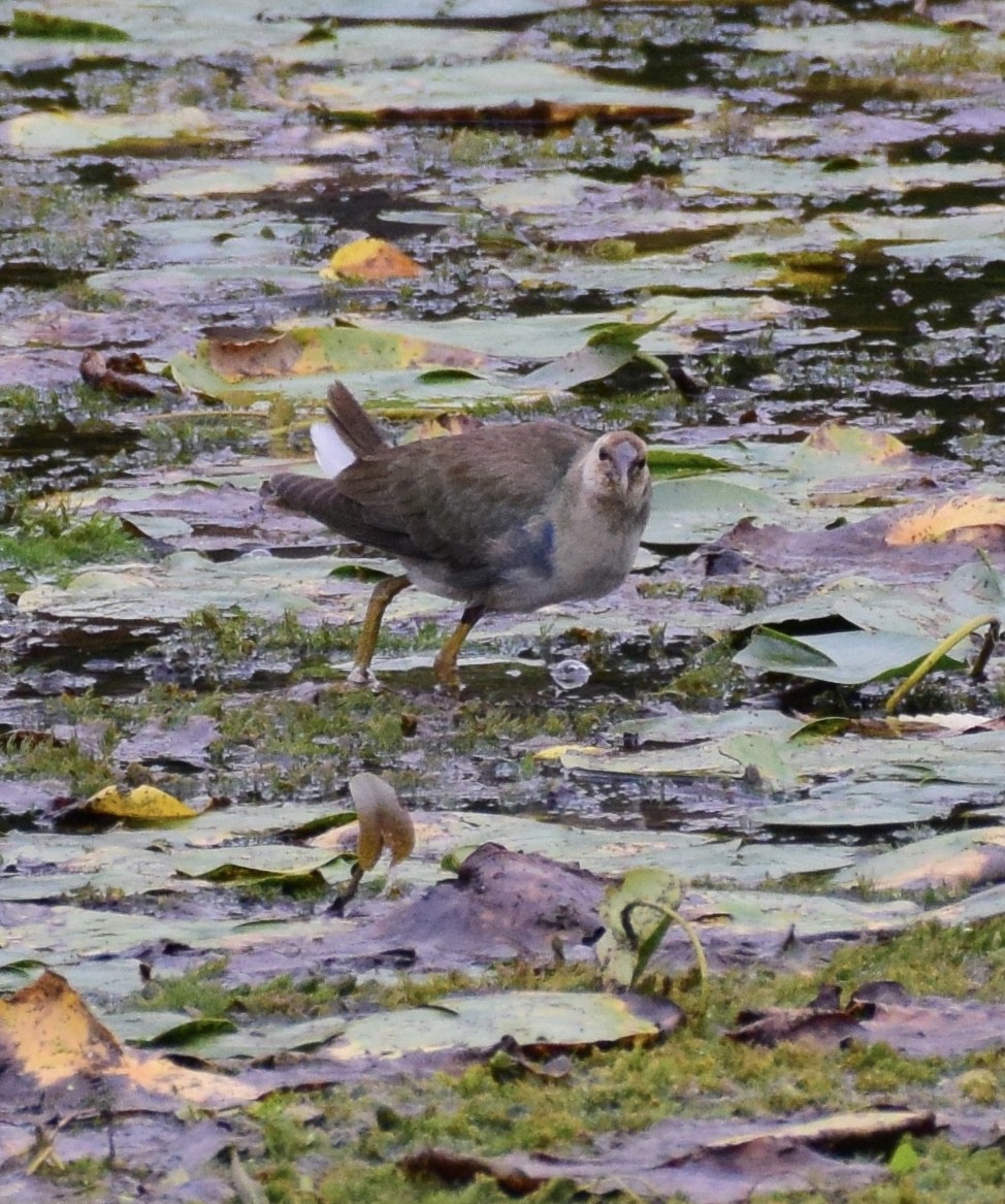 Purple Gallinule - ML36967231