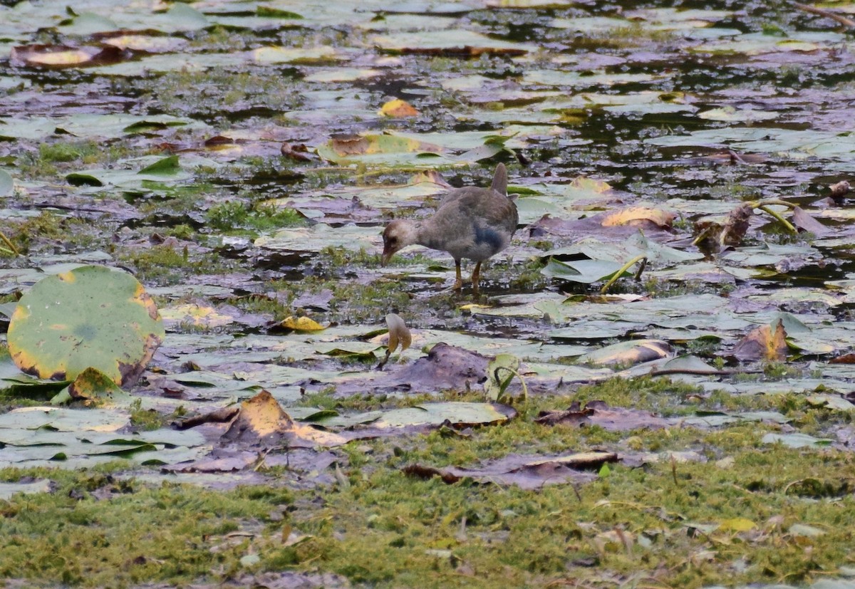 Purple Gallinule - ML36967321