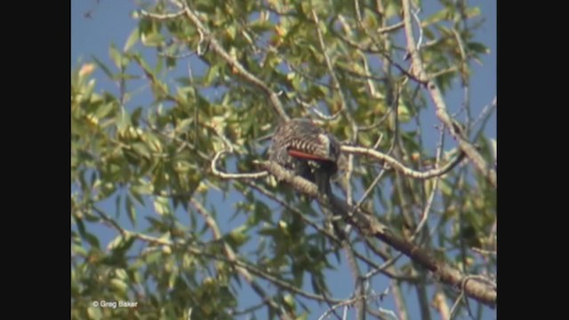 Northern Flicker (Red-shafted) - ML369673291