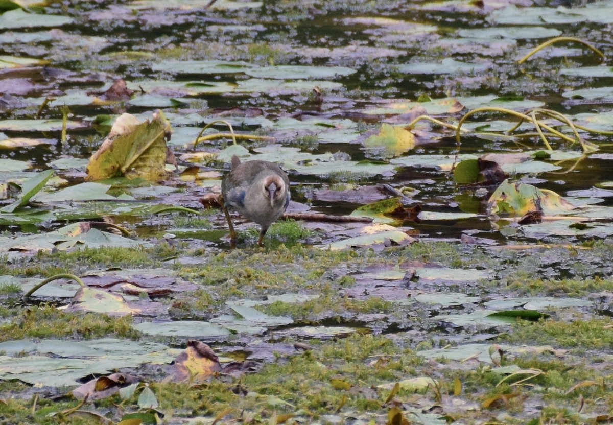 Purple Gallinule - ML36967391