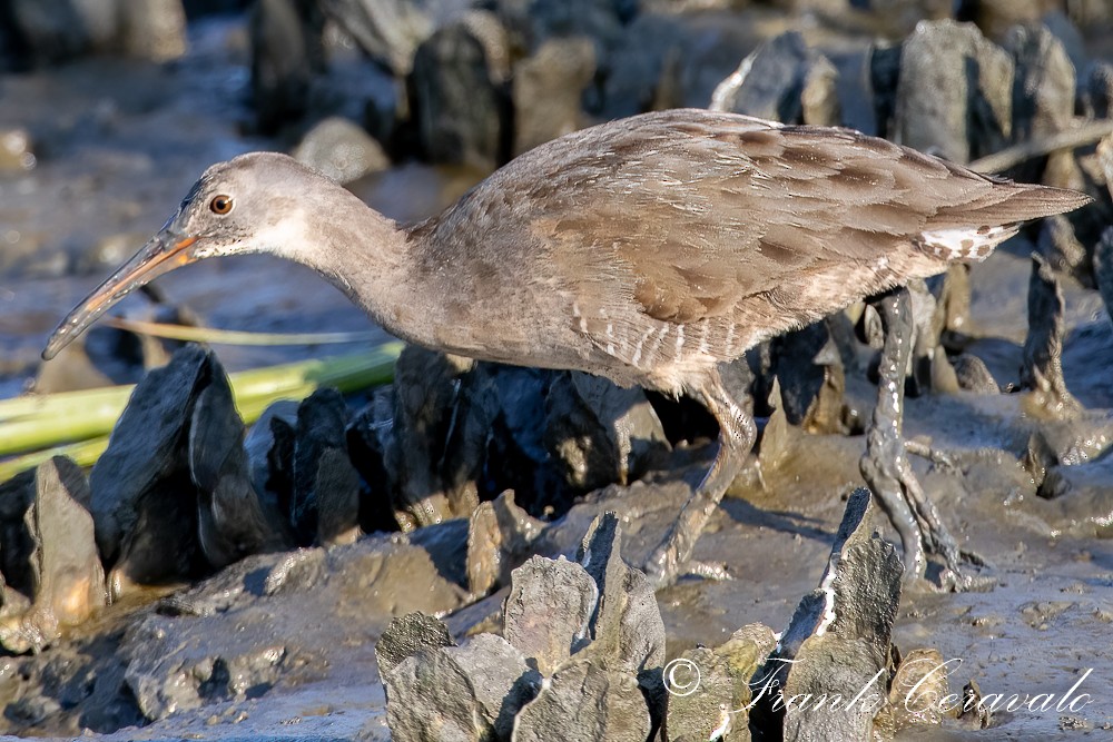 Clapper Rail - ML369676701