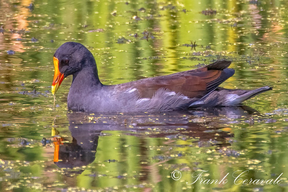 Common Gallinule - ML369676761