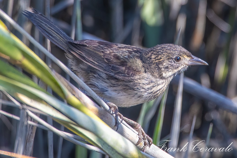 Seaside Sparrow - ML369677141