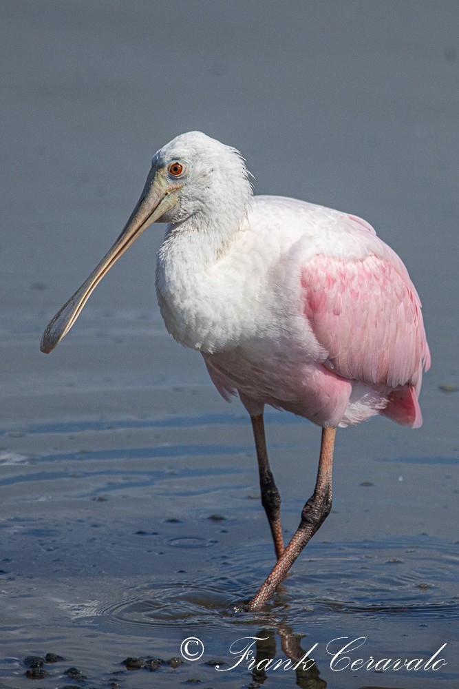 Roseate Spoonbill - ML369677431
