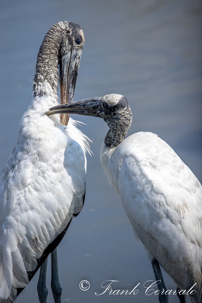 Anhinga - ML369677561