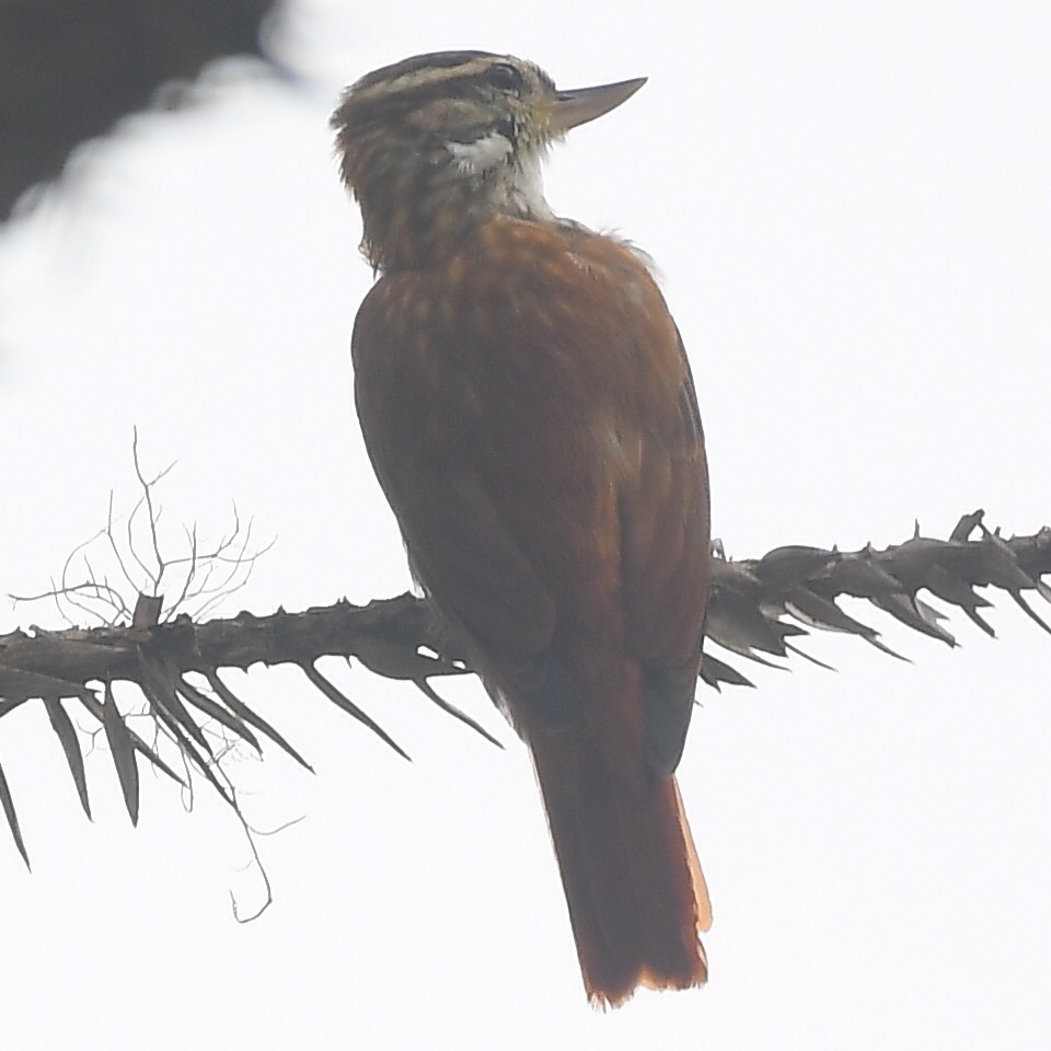 Streaked Xenops - ML369679161