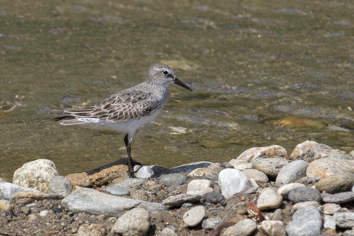 White-rumped Sandpiper - ML369679851