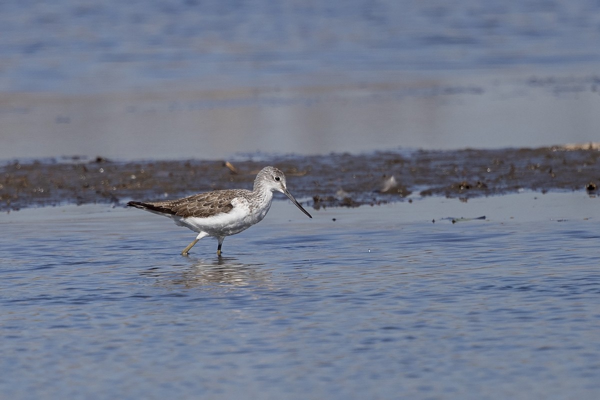 Common Greenshank - ML369679951