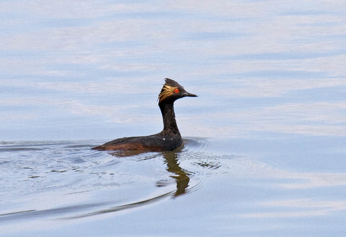 Eared Grebe - Greg Gillson