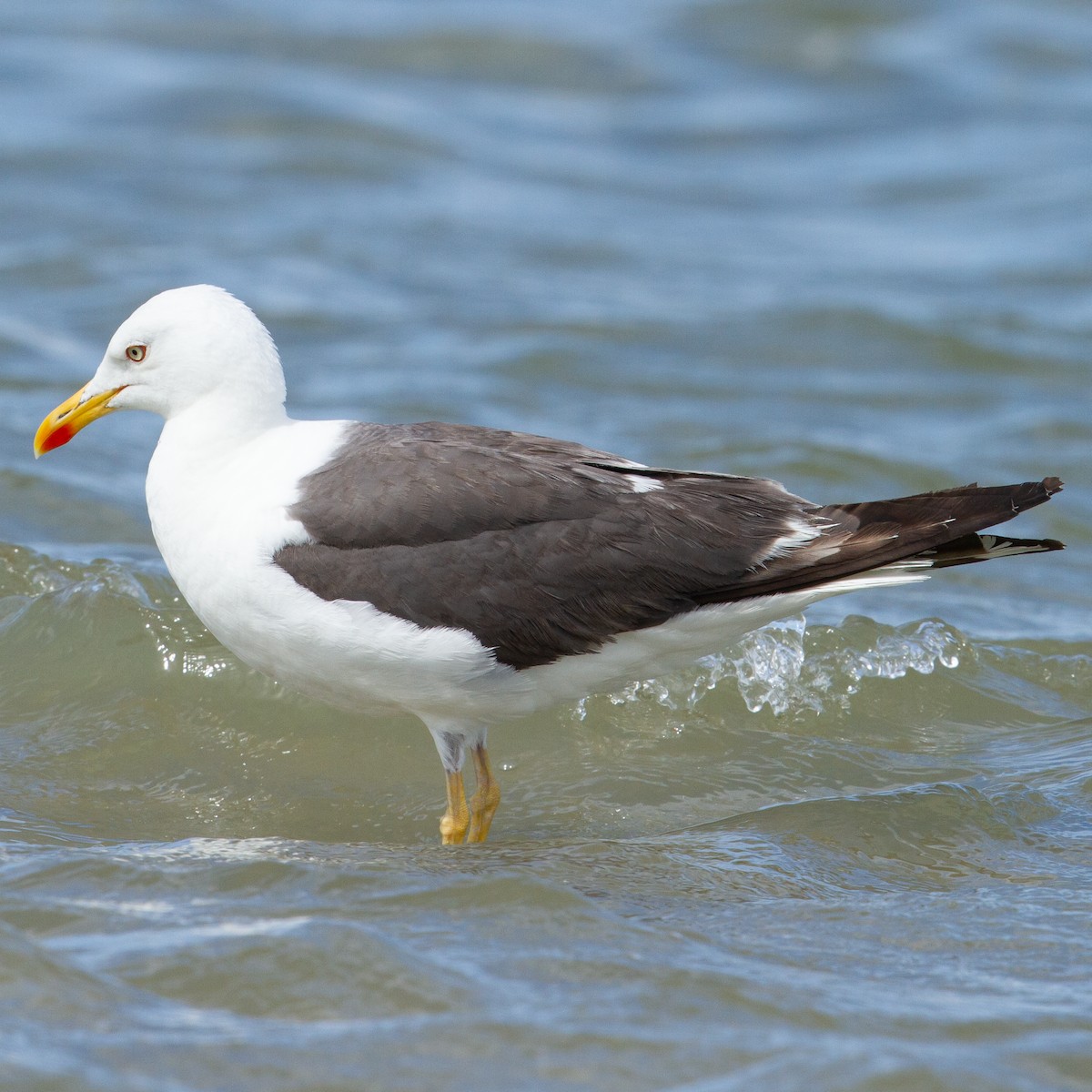 Lesser Black-backed Gull - Werner Suter