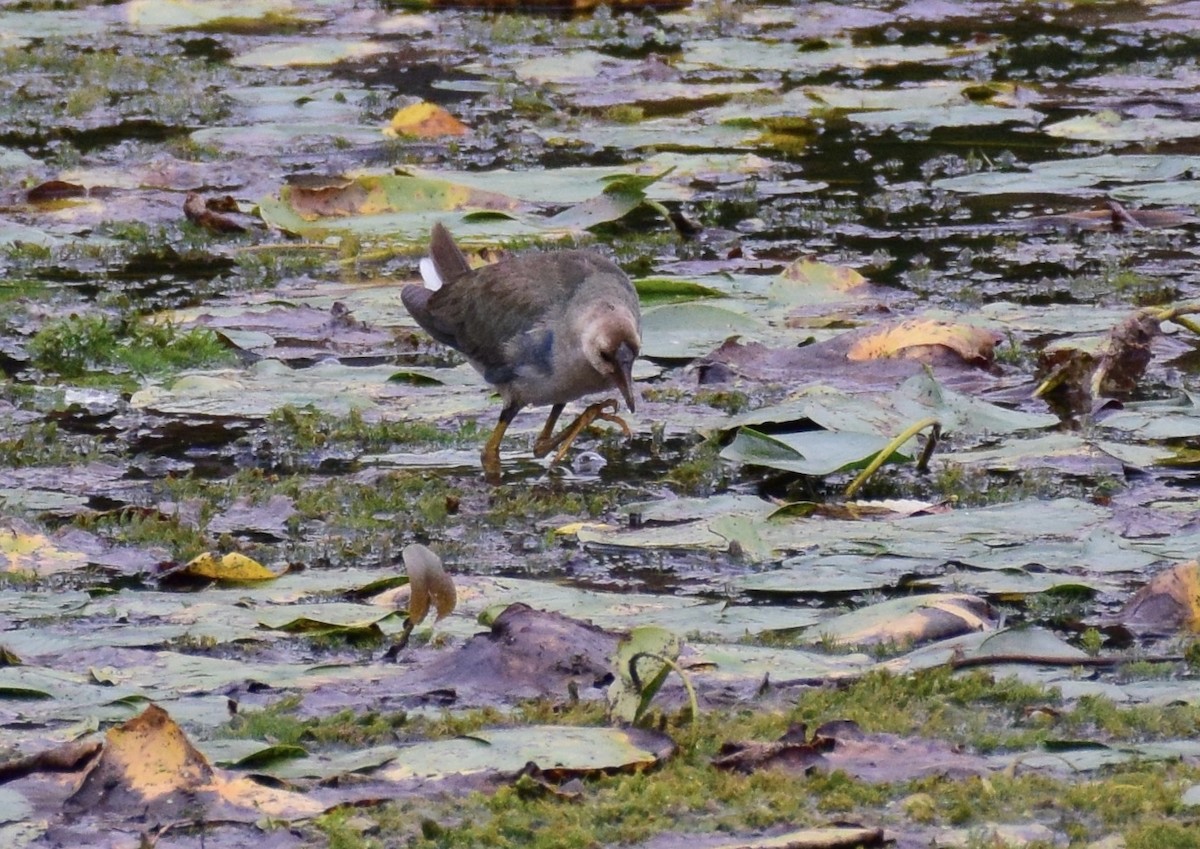 Purple Gallinule - ML36968171