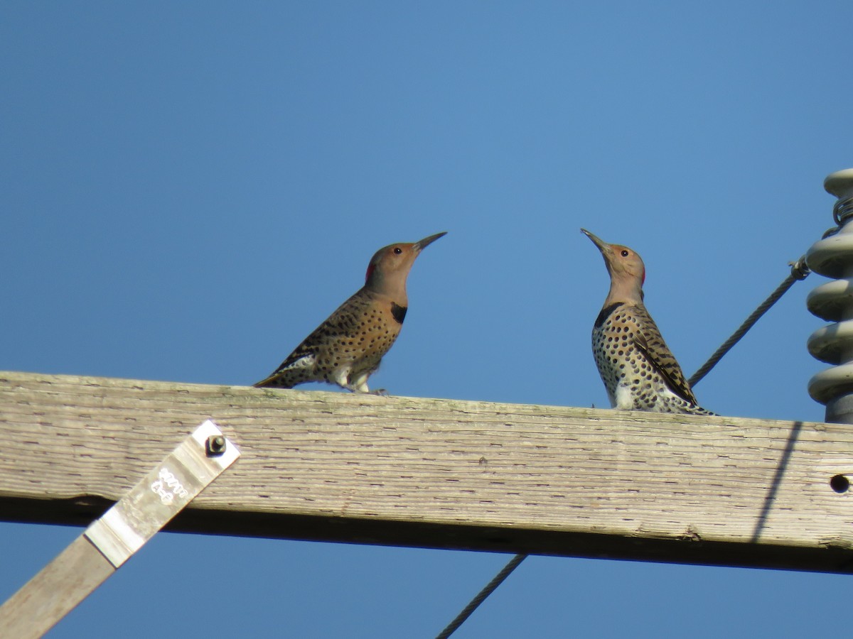 Northern Flicker - ML369683231
