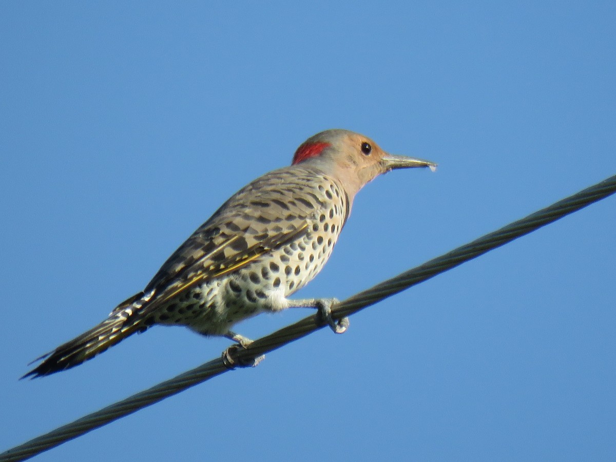 Northern Flicker - ML369683241