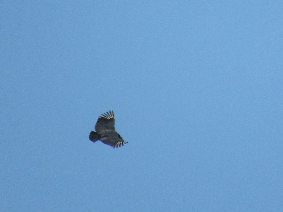 Black Vulture - ML369683271