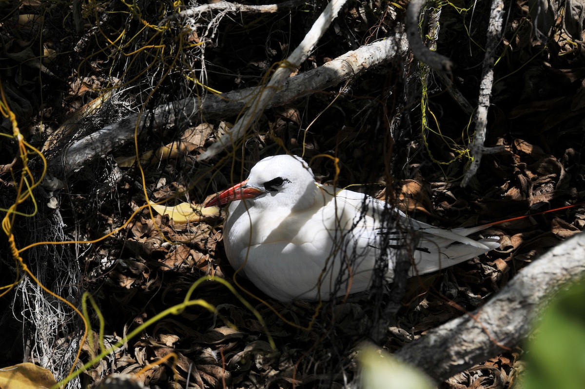 Red-tailed Tropicbird - ML36968411