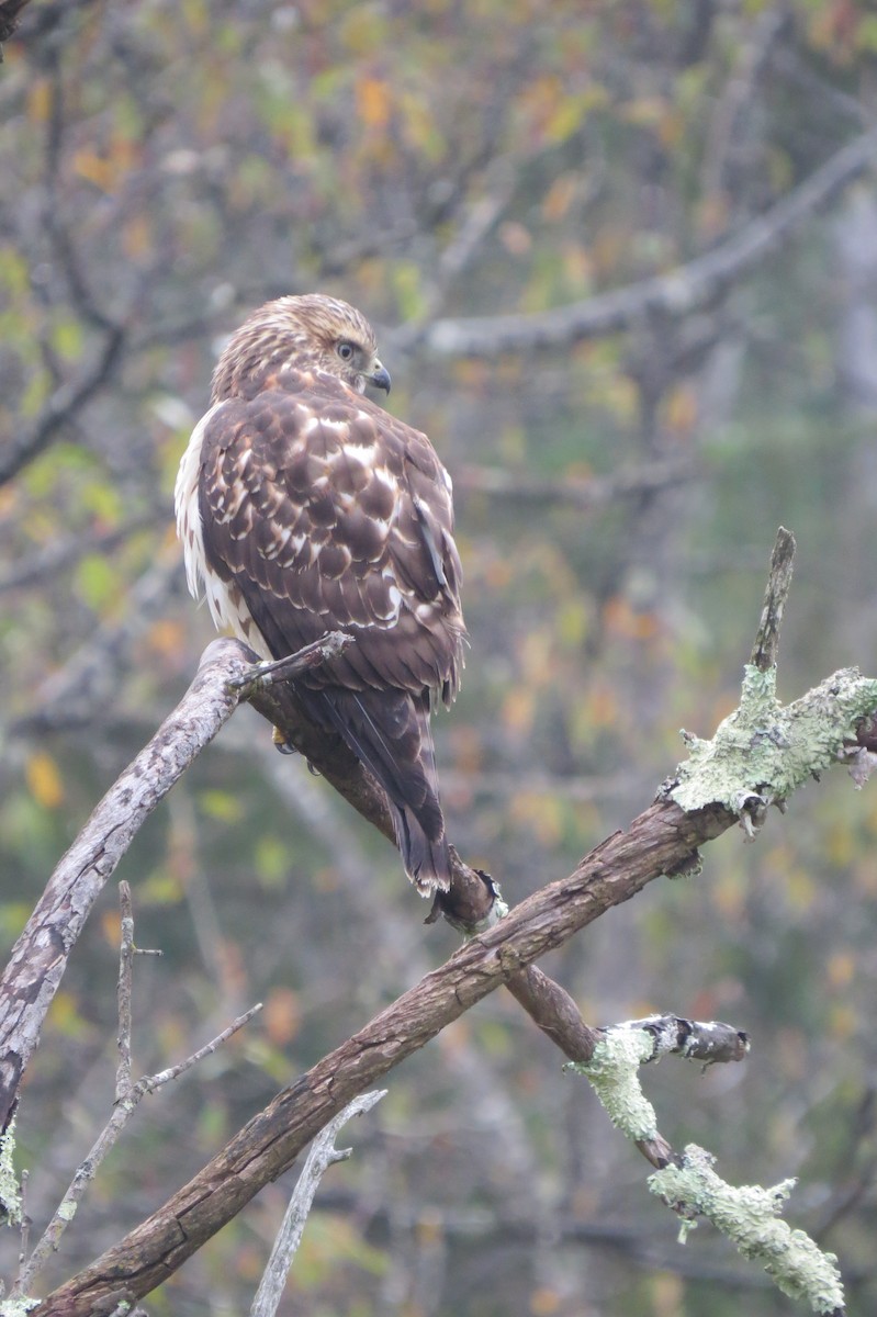 Red-shouldered Hawk - ML369684501