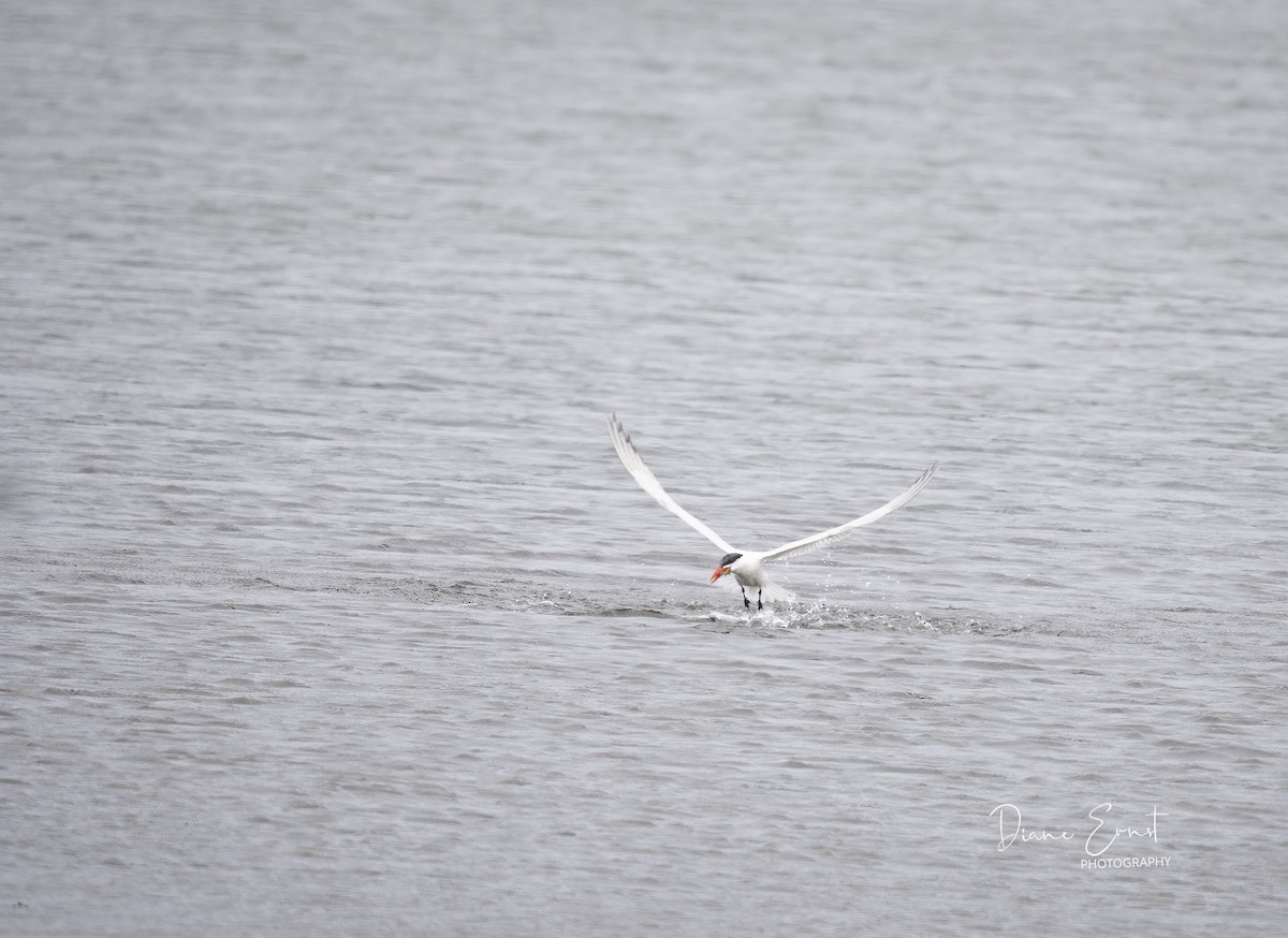 Caspian Tern - ML369684791