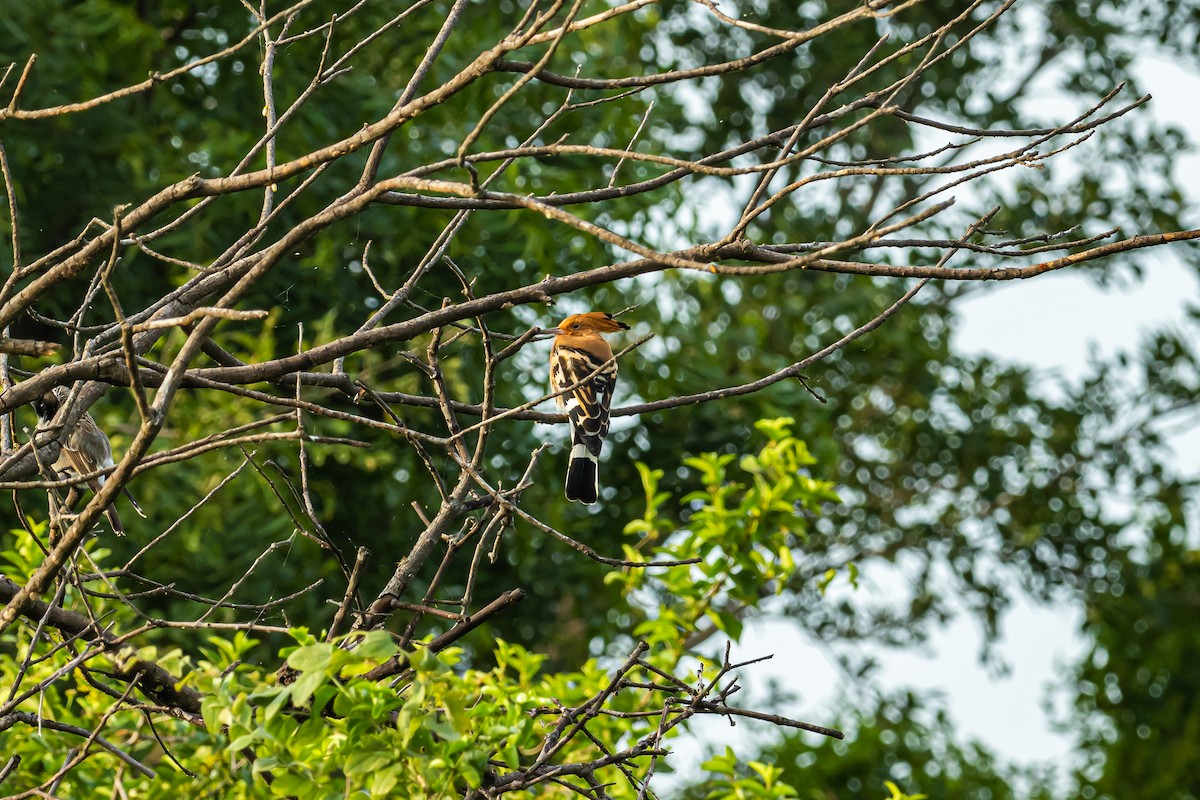 Eurasian Hoopoe - ML369685591