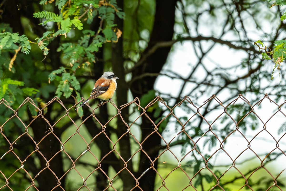 Bay-backed Shrike - ML369685611